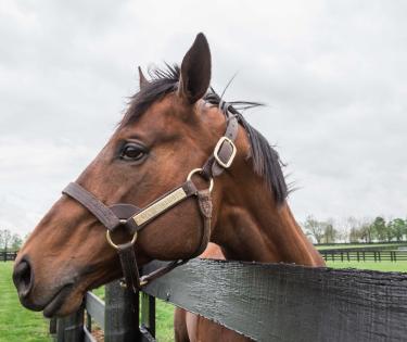 Horse Farm Tours