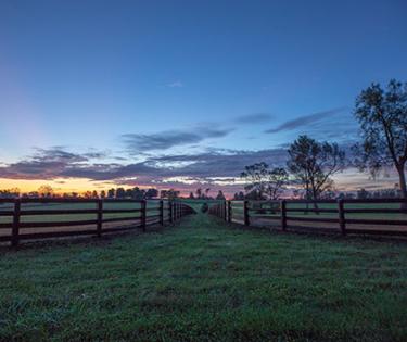 Pin Oak Stud Pastures
