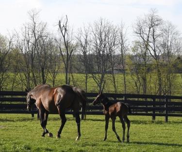 Mare and Foal at Taylor Made