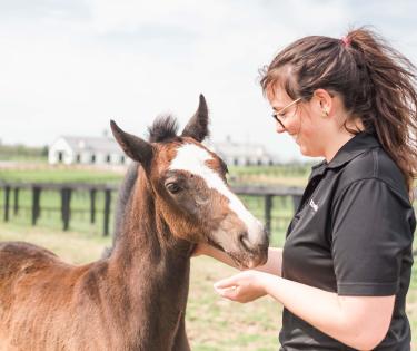Horse Farm Tour