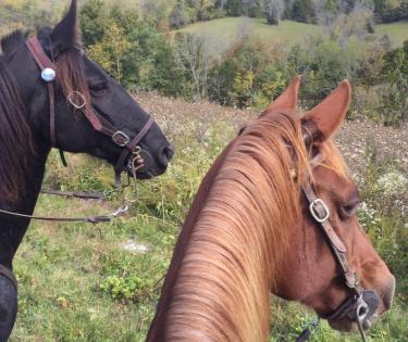 Big Red Stables
