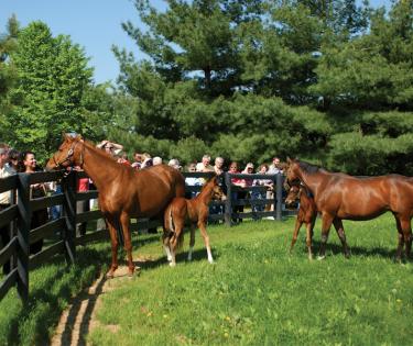 Horse Farm Tours; Lexington, KY