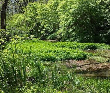 McConnell Spring