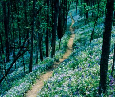 Raven Run Nature Sanctuary, Lexington