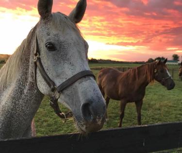 Runnymeade Horses at Sunrise