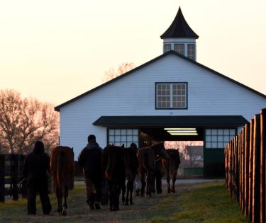 Spendthrift Horses Walk To Barn