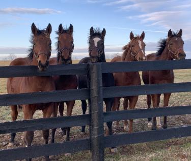 Sun Valley Farm mares fences