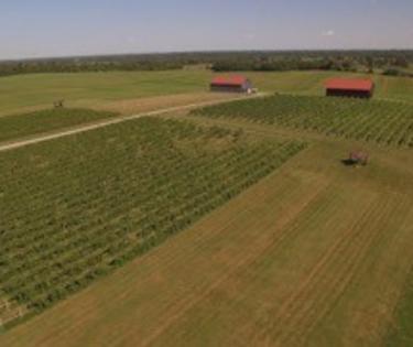 Talon Vineyards