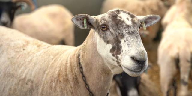 The Lincolnshire Show 2025