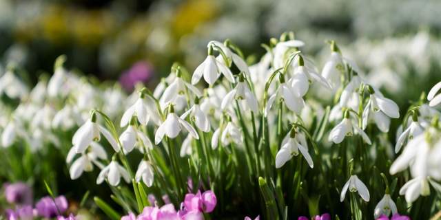 Doddington Spring Bulb Pageant