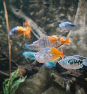 Dingle Oceanworld Aquarium