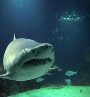 Dingle Oceanworld Aquarium