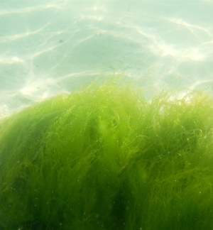 Atlantic Irish Seaweed Guided Foraging Walks