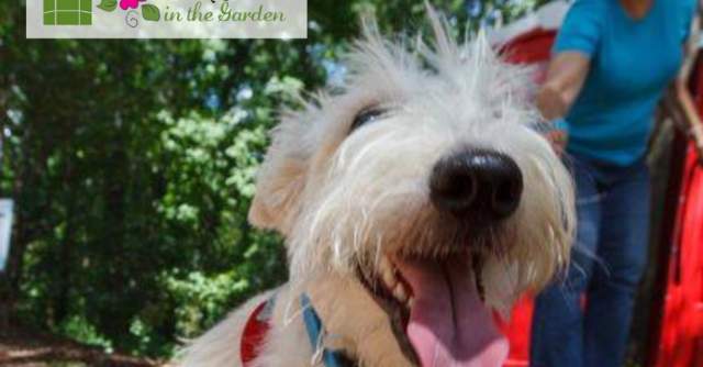 Dog Day at the Garden