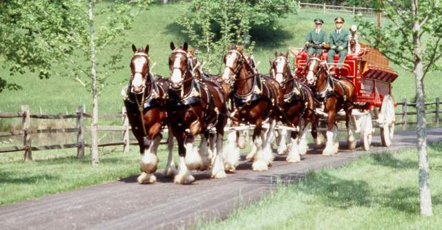 World Famous Clydesdales Visit ASOM