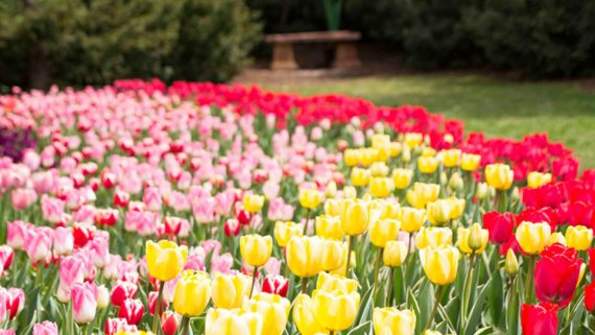 Thanksgiving Point Tulip Festival 2025