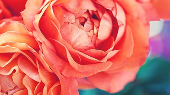 2025 Rose Month