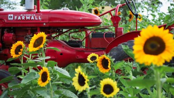 Rowley’s Red Barn Sunflower Festival 2025