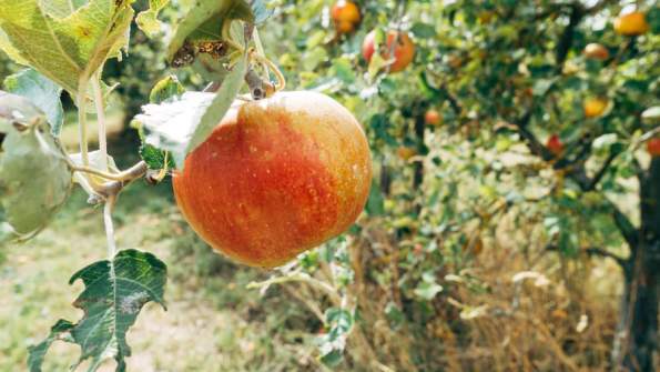 Rowley’s Red Barn Apple Harvest Festival 2025