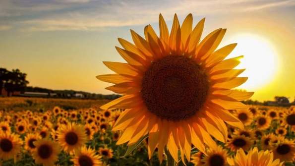 2025 Cornbelly's Sunflower Festival