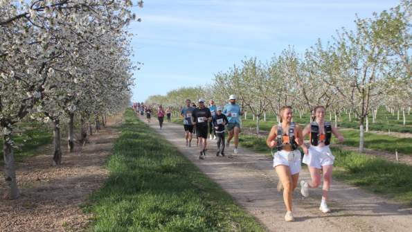 Blossom Run 10K, 5K, 1 Mile