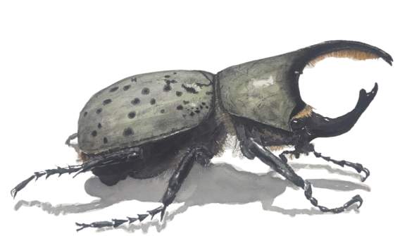 Watercolor Workshop: Painting the Western Hercules Beetle with Heath Ogden