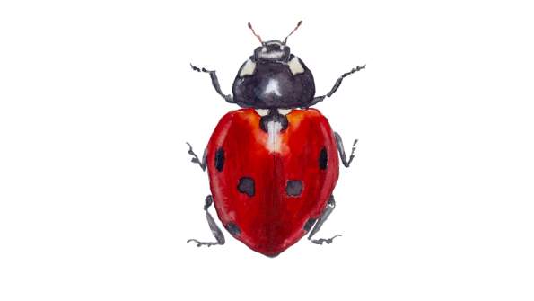 Watercolor Workshop: Painting the Ladybug with Heath Ogden