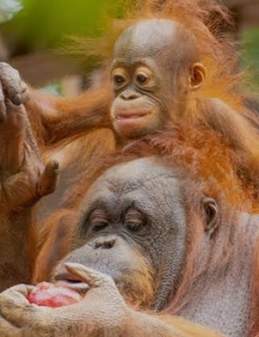 Bioparc Fuengirola