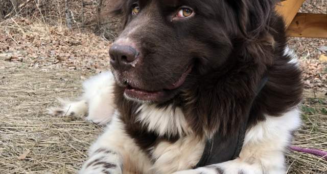 Morehead Bark Park