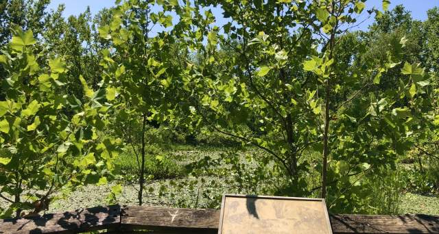 Shallow Flats Wildlife Viewing Area