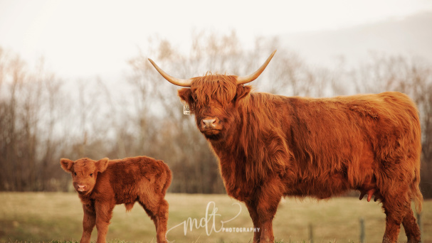 TC Highlands Farm