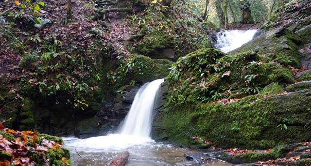 Stephen's Vale, part of Woodland Trust's Greyfield Wood_172134320.jpg