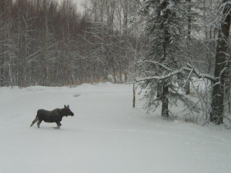 moose