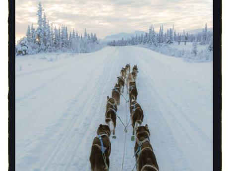 Winter Dog Sledding Adventures!
