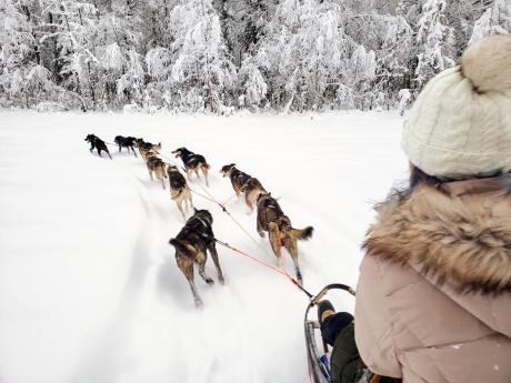 Winter Dog Sledding Adventures!