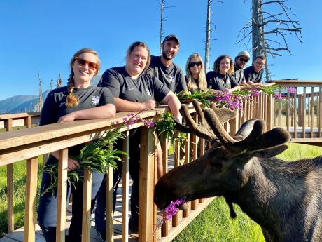 AWCC Moose Encounter