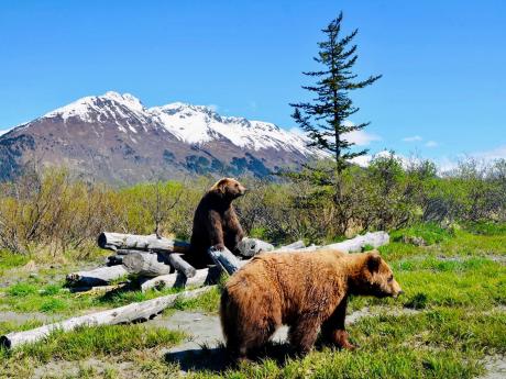 AWCC Brown Bears
