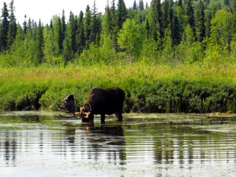 Alaskan Wildlife Viewing