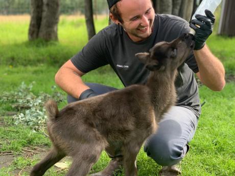 Animal Care in Action