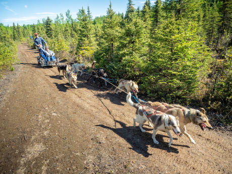 Alaskan Husky Adventures