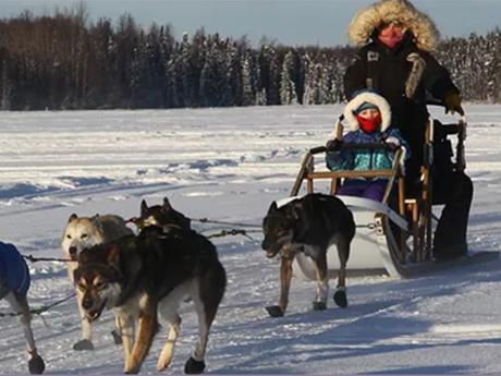 Dog sled