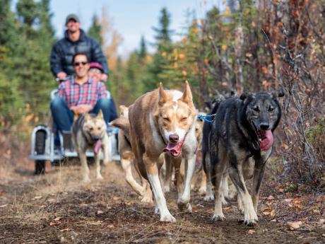 Alaska summer dog sled tours 1