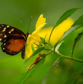 Mariposario de Benalmádena - Monowa