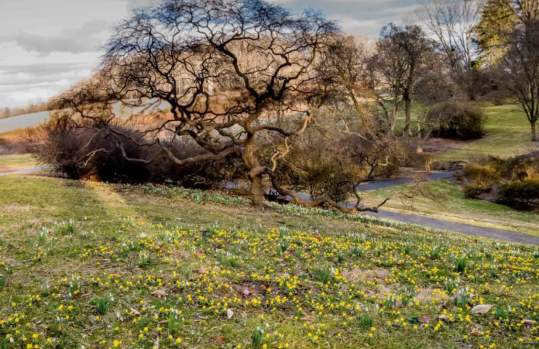 Garden & Estate Insider: Best of Spring Ephemerals Walk