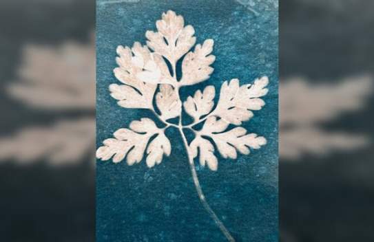 Cyanotype Printing Workshop