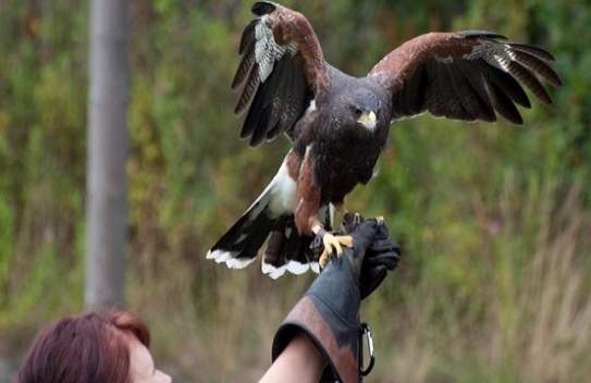 Huxley’s Bird of Prey