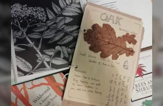 Tree Identification Guided Walk