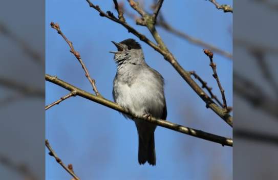 Birdsong Workshop & Walk