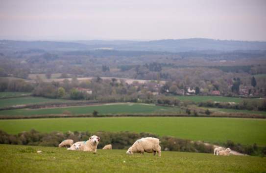 Cowdray Estate