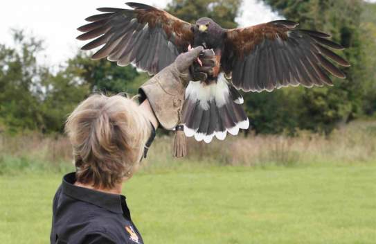 West Sussex Falconry